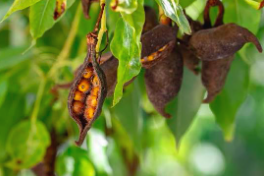 Identifying and Managing Phytophthora in Australian Bottle Trees